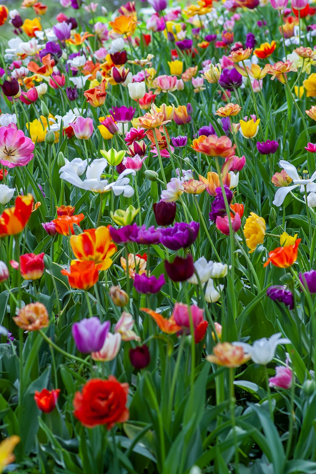 Seasonal flowers