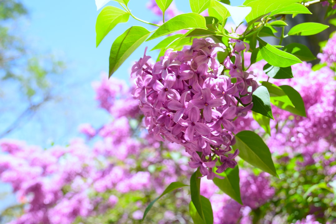 Cutting flower stems at an angle