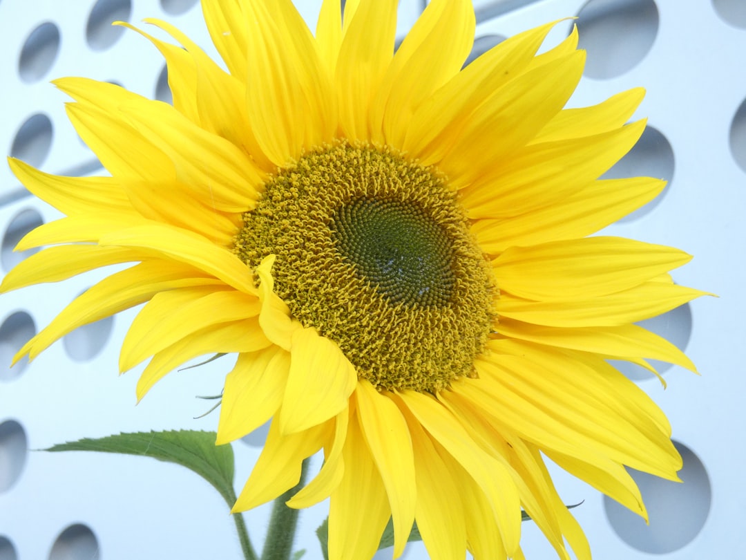 Sustainable floristry
